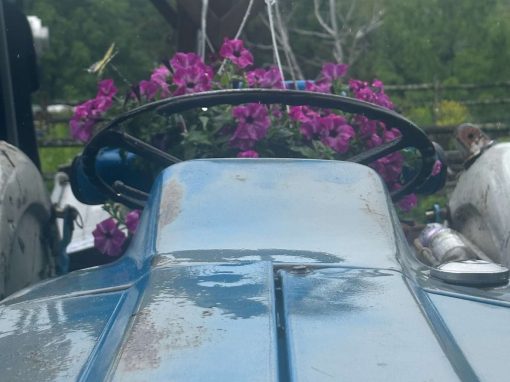 Celebrating Nature’s Artistry: A Day of Pollination at Warwick Valley Winery, NY
