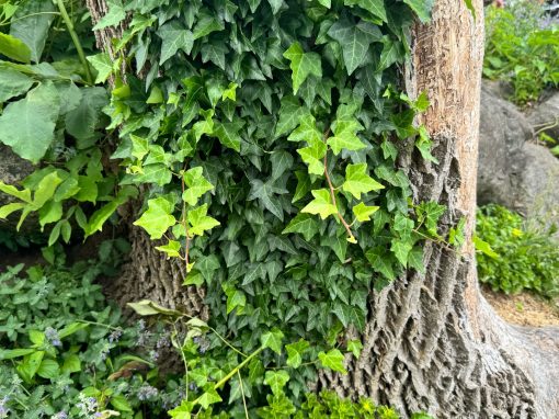 MY Pollinator  journey Memorable events in Warwick NY